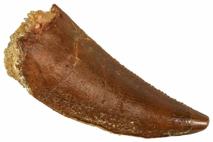 Serrated Raptor Tooth - Real Dinosaur Tooth #371418